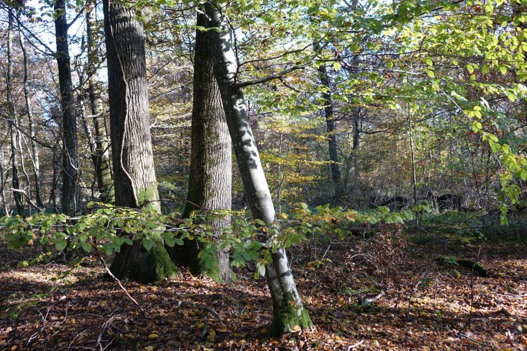 Parc Naturel Régional de la Montagne de Reims Radio RBS